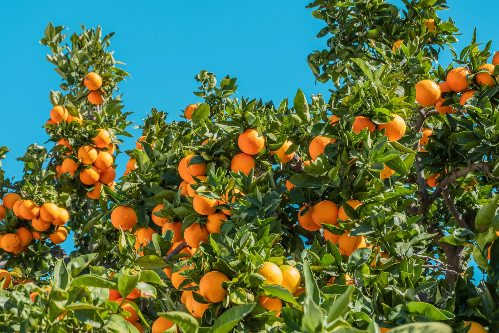 Bright orange fruit heavily laden on lush green citrus trees under a clear blue sky.