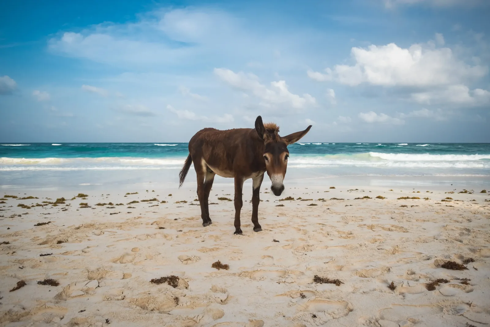 A solitary donkey standing on a sandy beach with a backdrop of gentle ocean waves and a clear blue sky.